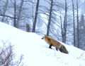 Yellowstone Fox In winter