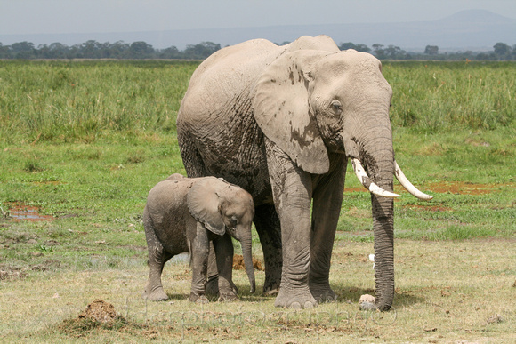 Amboseli National Park, Kenya