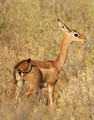 Baby Gerenuk in Samburu National Park