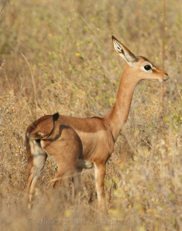 Baby Gerenuk in Samburu National Park