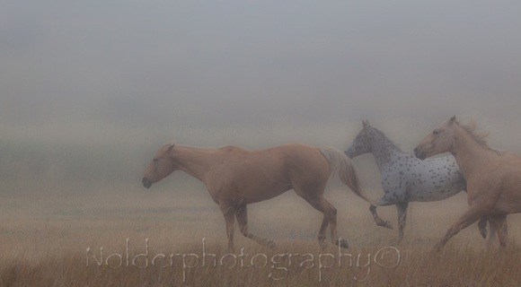 Horses in the Mist, Colorado
