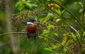 Ringed Kingfisher, Costa Rica