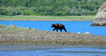 Kenia  Fjords National Park, Alaska