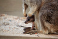 Wallaby, Atherton Tableland, Australia