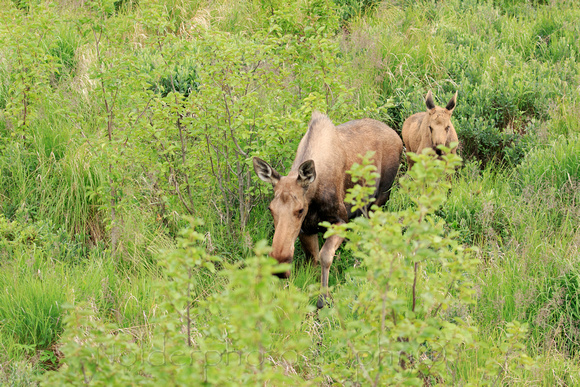 Moose, Potter Marsh Wildlife Area, Alaska