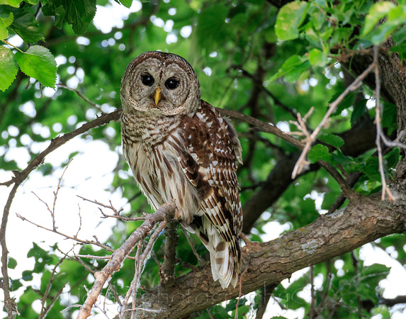 Barred Owl, Loess Buffs NWR, Missouri