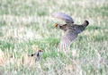 Greater Prairie Chicken, Sandhills of Nebraska