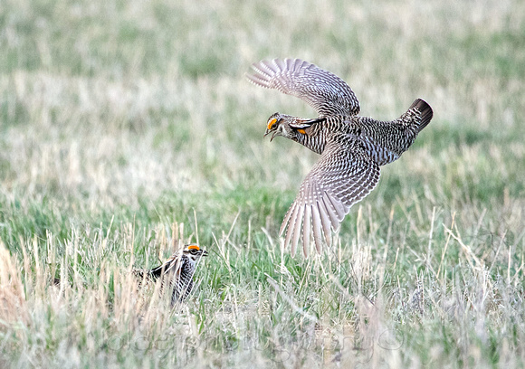 Greater Prairie Chicken, Sandhills of Nebraska