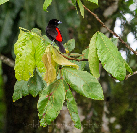 Passerini's Tanager, Costa Rica