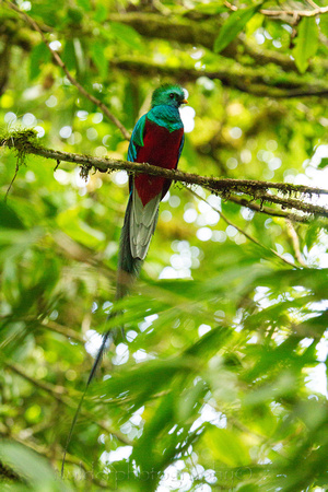 Quetzal, Costa Rica