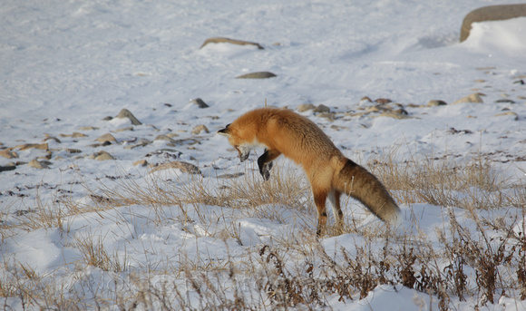 Red Fox, Wapusk National Park, Canada