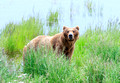 Katmai National Park, Alaska