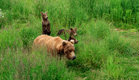 BROWN BEAR / GRIZZLY