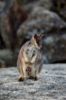 KANGAROOS AND WALLABIES