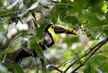 Chestnut-mandibled Toucan, Panama
