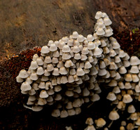 PATTERNS IN NATURE PHOTOGRAPHY