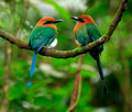 Broad-billed Motmot, Anton Valley , Panama