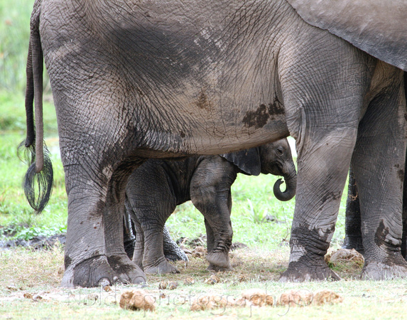 Amboseli National Park, Kenya