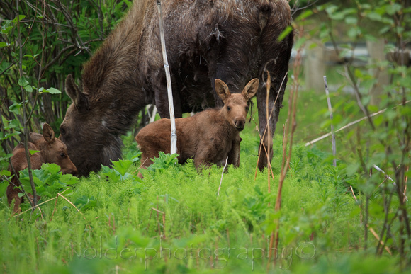 Moose Twins,   Homer