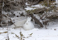 Arctic Hare, Manitoba