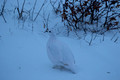 Ptarmigan, Manitoba