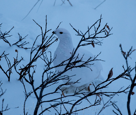 Ptarmigan, Manitoba