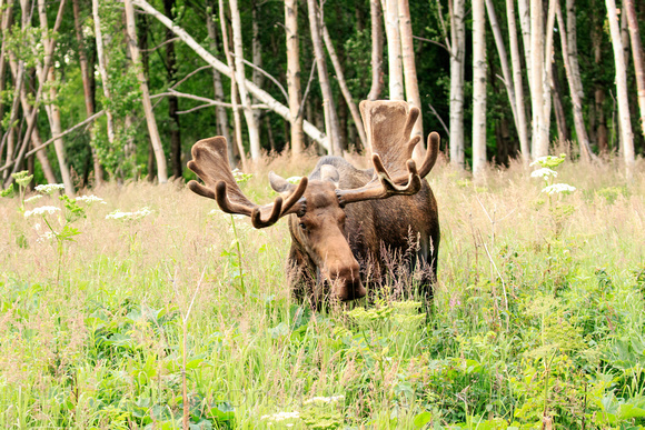 Moose, Alaska