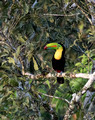 Keel-billed Toucan, Panama