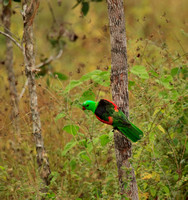PARROTS