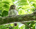 Cuban Pygmy Owl, Cuba