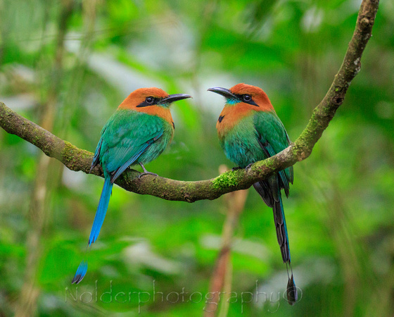 Broad-billed Motmot, Anton Valley , Panama