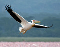 Pelican