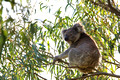 Kangaroo Island, Australia