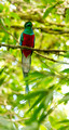 Quetzal, Costa Rica