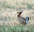 Greater Prairie Chicken, Sandhills of Nebraska