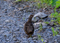 Grouse, Alaska
