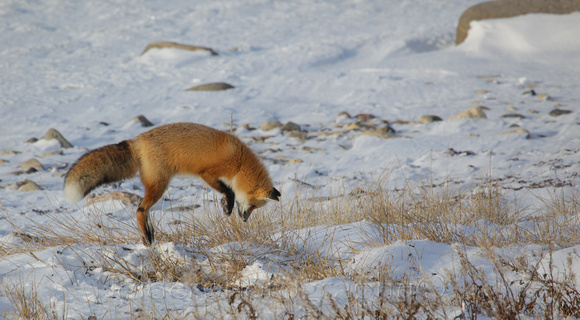 Red Fox, Wapusk National Park, Canada