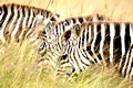 Zebras in the grass