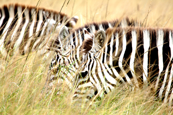 Zebras in the grass