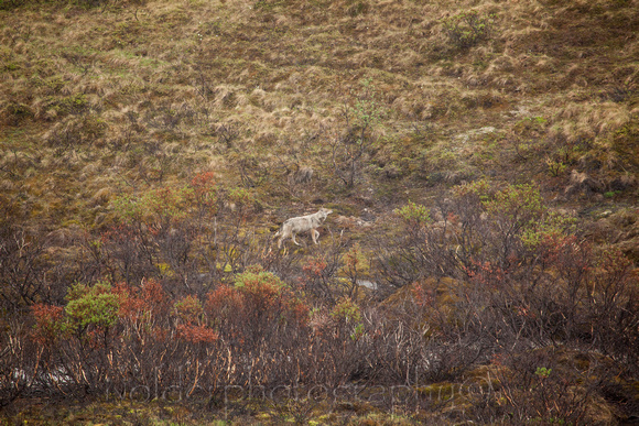 Denali, National Park, Alaska