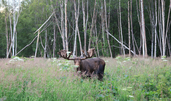 Alaska