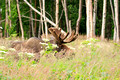 Moose, Alaska