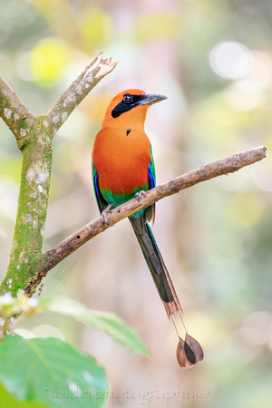 Rufous Motmot,  Anton Valley, Panama