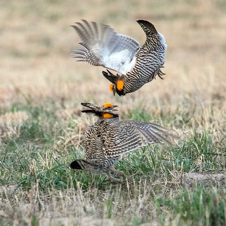 Greater Prairie Chicken, Sandhills of Nebraska