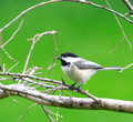 Black-capped Chickadee