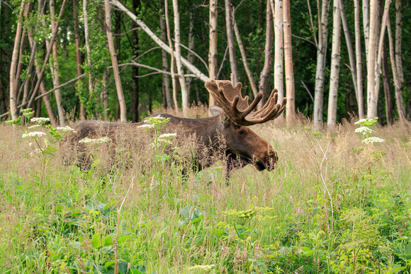 Moose, Potter Marsh Wildlife Area, Alaska