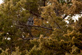 Owl, Western Nebraska