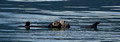 Sea Otters, Kenai National Park Alaska