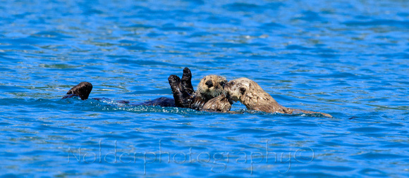 Kenia Fjords National Park, Alaska