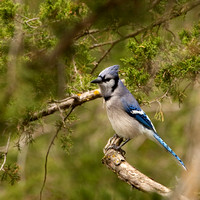BLUEJAYS